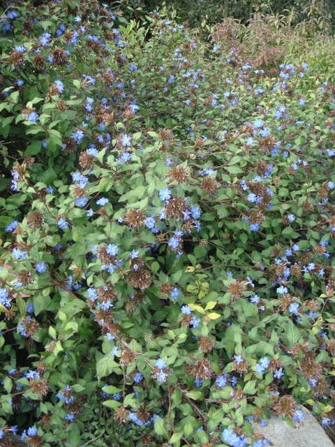 Ceratostigma willmotianum P12